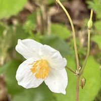 シジミバナ,シラユキゲシ,ナニワイバラ,ヤエザキコデマリ,散歩コースの画像