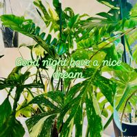 モンステラ,フィロデンドロン,モンステラ デリシオーサ,フィロデンドロンナロー,森林浴の画像