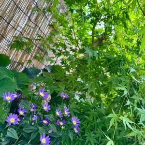 ミヤコワスレ,都忘れ,イロハモミジ,ミヤマヨメナ,都忘れ(ミヤコワスレ)の画像