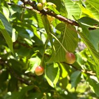 オオデマリ,シャクヤク,フジ,ライラック,エバーフレッシュの画像