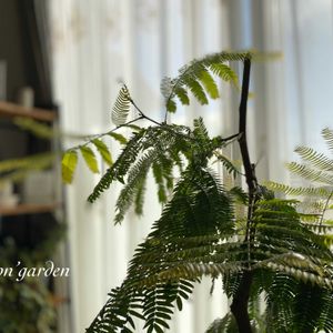 観葉植物,ガーデニング,NO GREEN  NO LIFE,今日のお花,植物中毒の画像