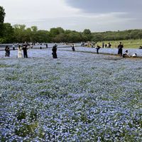 ネモフィラ,ポピー,イチョウ,昭和記念公園,癒されるの画像