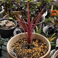 ペラルゴニウム,コルジリネ,ベラルゴニウム　ピンクウィズアイ,コルジリネ　チャーリーボーイ,ぺラルゴニウム　ディープレッドの画像