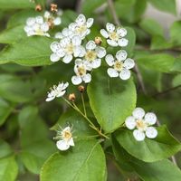 ウツギ,ウツギ,カマツカ,カマツカ,サワフタギの画像