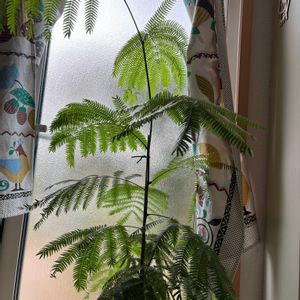 チューリップ,エバーフレッシュ,クレマチス　ぺトリエイ,キッチン,庭の画像