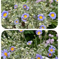 ブルーデージー,おうち園芸,小さな庭の画像