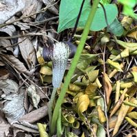 フジバカマ,ホトトギス,ウラシマソウ,ガーデニング,手作りの庭の画像