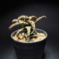 アロエ,アロエ カスティロニアエ,いただきもの,バルコニスト,棘好きの画像