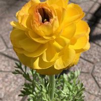 ラナンキュラス,鉢植え,ガーデニング,球根植物,つぼみの画像