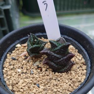 多肉植物,多肉生活,珍奇植物,植中毒,カッコイイ‼の画像