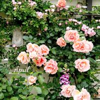 バラ,可愛い,庭の花,癒し,つるバラの画像