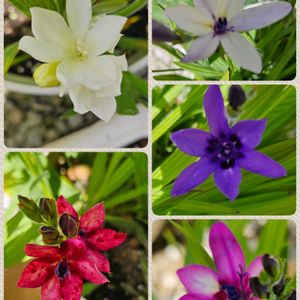 バビアナ,鉢植え,明るい日陰,プランター,ガーデニング初心者の画像