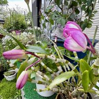 アマリリス,オダマキ,デンドロビウム,キュンキュン乙女倶楽部,ちっちゃいものクラブの画像