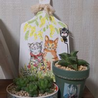 ハオルチア オブツーサ,竜鱗,ハオルチア テッセラータ,ハオルチア属,リメ缶・リメ鉢の画像