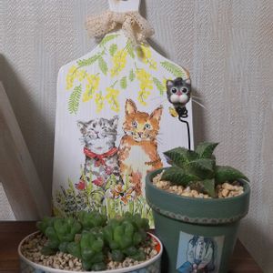 ハオルチア オブツーサ,竜鱗,ハオルチア テッセラータ,ハオルチア属,リメ缶・リメ鉢の画像