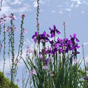 アヤメ,マツバウンラン,雑草,山野草,野草の画像