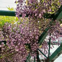 イキシア,イキシア,冬紫陽花,オオデマリ（大手毬）,藤（ふじ）の画像