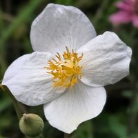 シラユキゲシ,ミックスベリア　ブルーベリームーン,まつぴよさんのソクにゃん,羊毛フェルトのインコ,ルルニャンの画像