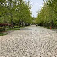 ツツジ,モミジ,イチョウ,新緑,秩父ミューズパークの画像