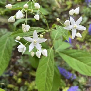 クサタチバナ,ガビシズカ,山野草,白い花,シェードガーデンの画像