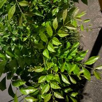 シマトネリコの画像