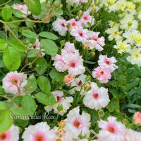 ラナンキュラス,ラナンキュラス・ラックス アリアドネ,ラナンキュラス・ラックス アリアドネ,ラナンキュラス　ラックス,ラナンキュラスラックス アリアドネの画像