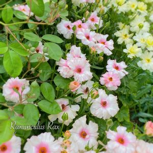 ラナンキュラス,ラナンキュラス・ラックス アリアドネ,ラナンキュラス・ラックス アリアドネ,ラナンキュラス　ラックス,ラナンキュラスラックス アリアドネの画像