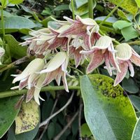 ムベ,ムベ,つる性植物,在来種,広島市植物公園の画像