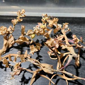 ラペイロージア ピラミダリス,実生,種子から育てる,南アフリカ原産,ケープバルブの画像