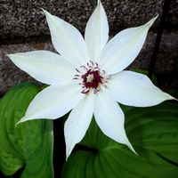 クレマチス,タイツリソウ,サンザシ,ルビーサンザシ,カザグルマの画像