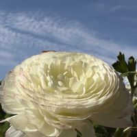 イベリス,ラナンキュラス,季節の花を楽しむ,キュンキュン乙女倶楽部,雲仲間の画像