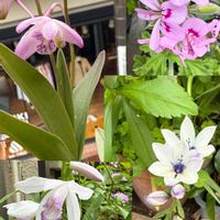 バビアナ,バビアナ,ローズゼラニウム,ローズゼラニウム,ハオルチアの画像