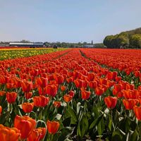 チューリップ,ヒヤシンス,ヒヤシンス畑,オランダ,季節感の画像