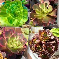 ジェダイトカラードグレイズ,アータスコープ,アエオニウムスイートプリンセス,桃花石,アエオニウムの画像