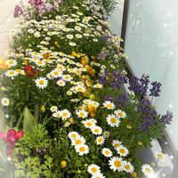 ノースポール,マトリカリア,ミリオンベル,寄せ植え,ガーデニングの画像