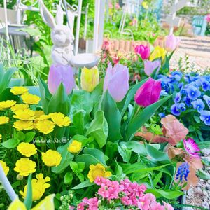 アリッサム,キンセンカ,ストック,チューリップ,チューリップの画像