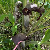 サトイモ科,ウラシマソウ,ムサシアブミ,ソシンムサシアブミ,野草の画像