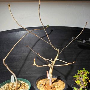 コミフォラ・カタフ・ターカネンシス,コミフォラ・カタフ・ターカネンシス,コミフォラ アフリカーナ,コミフォラ アフリカーナ,塊根植物の画像