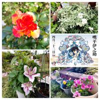 ブルーベリー,ユリオプスデージー,シラー・カンパニュラータの画像