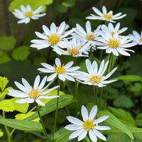 カラー,カラー,ハゴロモジャスミン,ハゴロモジャスミン,ミヤコワスレの画像