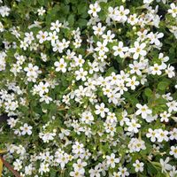 ディアスシア,バコパ,ブラキカム,ヒューケラ,お出かけ先の画像