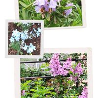 ライラック,ローズマリー,リラ,スプレーデルフィニウム,青い花の画像