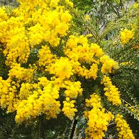 ミモザ,サンカクバアカシア,黄色い花,栃木花センターの画像