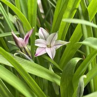 ハナニラ,2025年“ 秋 “ ｱﾛの秋植え球根♡の画像