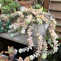 ビアホップ ,多肉植物,多肉寄せ植え,多肉植物のある暮らし,多肉事の画像