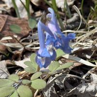 クロユリ,フッキソウ,エゾエンゴサク,エゾエンゴサク,エゾエンゴサクの画像