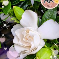 イチハツ,クチナシ,ハナミズキ,リキュウバイ,ニャンの画像