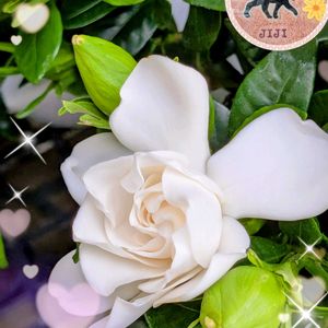 イチハツ,クチナシ,ハナミズキ,リキュウバイ,ニャンの画像