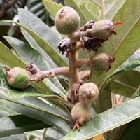 枇杷,ビワの実,ビワの実,実のなる木,綺麗✨の画像