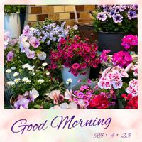 カリブラコア,ゼラニウム,ノースポール,ペチュニア,可愛い〜♡の画像